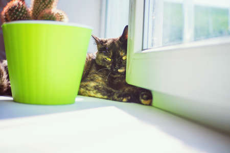 Home cat on the windowsill on a sunny day.の写真素材