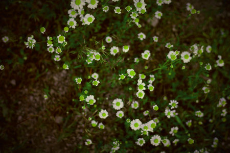 Field of daisies with green eyes outdoors
