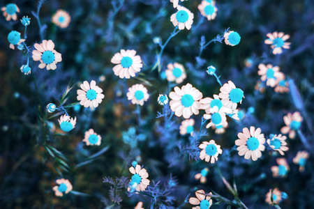 Daisies with blue eyes on the field outdoorsの写真素材