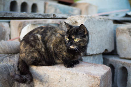 Domestic cat walks at home near the garden and barn in the open airの写真素材