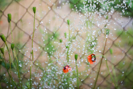 Red poppies in the blind rain. Rain with the sun and poppies close-up.の写真素材