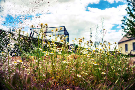 Small daisies in the yard of a house in the pouring rain in summer close-upの写真素材