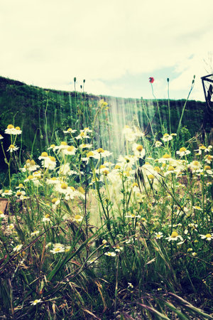 Small daisies in the yard of a house in the pouring rain in summer close-upの写真素材