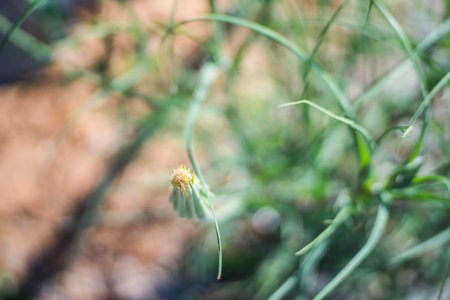 Indoor dandelion grows in the bush in the garden of the house.