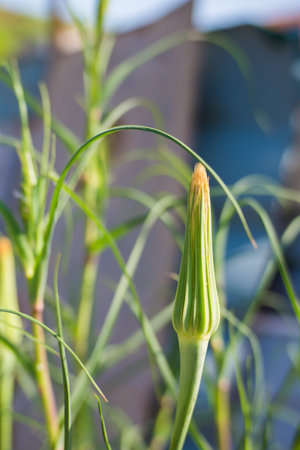 Indoor dandelion grows in the bush in the garden of the house.の写真素材