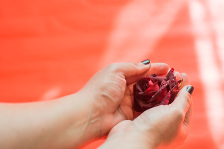 Red rose in dew drops, in female hands with black nails on a red backgroundの写真素材