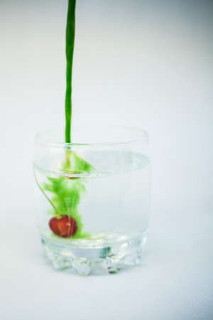 In a transparent glass with clean water, with cherries at the bottom, green paint is poured with a dynamic movement and colors the water green on a white background.の写真素材