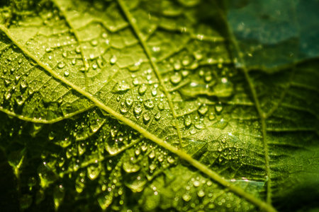 Green leaf of a tree with dew closeup.