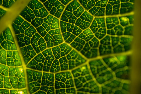 Green leaf structure close up.