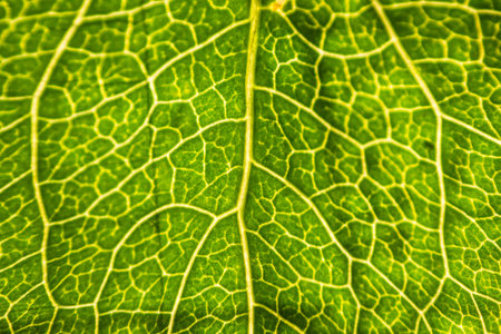 Green leaf structure close up.
