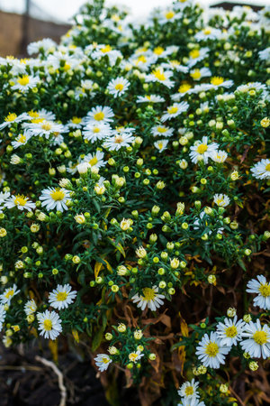 Beautiful flowers grow beautifully and densely in the garden.