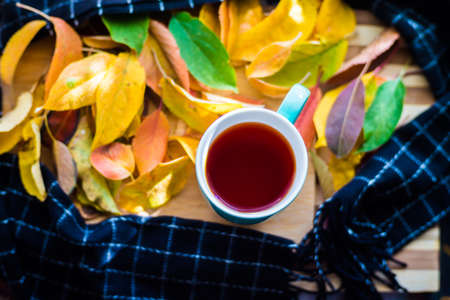 Hot flower tea in a blue mug on a wooden background, tea wrapped in a black scarf and scattered with autumn leaves, yellow, red, gold.の写真素材