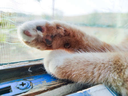 Domestic and cute tricolor cat posing at the camera while lying at home.の写真素材