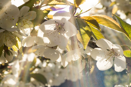 Spring has come, flowers bloom on the trees, buds are blooming