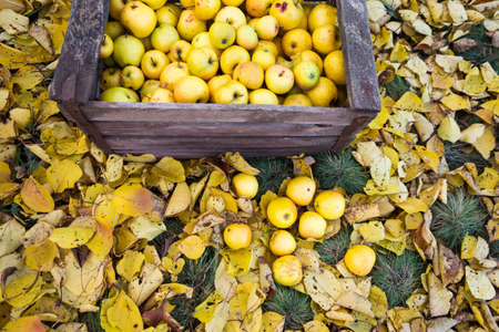 Harvest of large juicy yellow apples that lie in a storage box against the backdrop of fallen yellow leaves in the garden.の写真素材