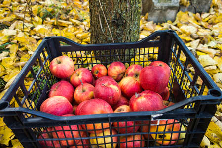 Harvest of large, juicy, red apples, which lie in a storage box against a background of fallen yellow leaves in the garden.の写真素材