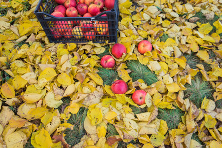 Harvest of large, juicy, red apples, which lie in a storage box against a background of fallen...