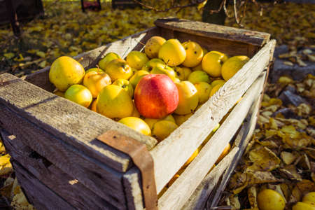 Harvest of large juicy yellow apples that lie in a storage box against the backdrop of fallen yellow leaves in the garden.の写真素材