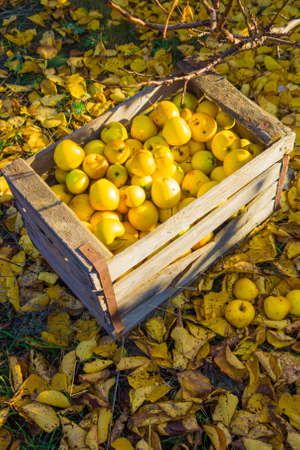 Harvest of large juicy yellow apples that lie in a storage box against the backdrop of fallen yellow leaves in the garden.の写真素材