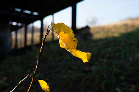 A yellow leaf hangs from a tree and will soon fall from the wind, golden in the fall.