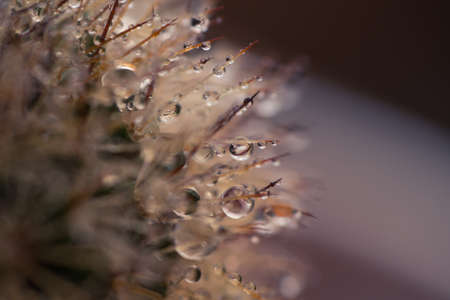 Water drops on the thorns of a cactusの写真素材