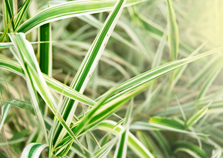 sprouts leaves white and green, ecological, environmental concept, sunny summer day, sunshine
