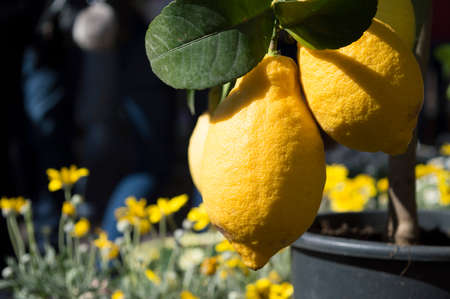 juicy yellow beautiful testy lemons growing on the tree sunlit on the summer dayの写真素材