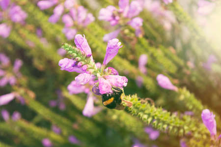 bumblebee and beautiful flower in natural environment, ecological concept, flower backgroundの写真素材