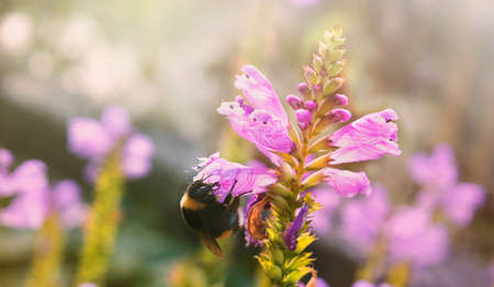 bumblebee and beautiful flower in natural environment, ecological concept, flower backgroundの写真素材