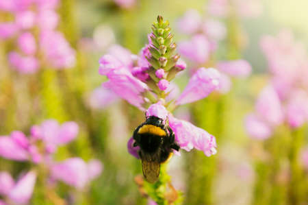bumblebee and beautiful flower in natural environment, ecological concept, flower backgroundの写真素材