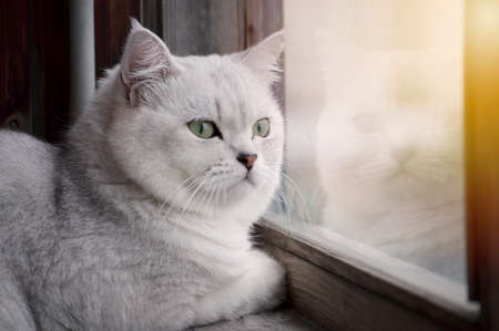 a cat with green eyes watching watching the street from big window の写真素材