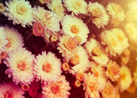 Beautiful summer background with little red and pink flowers, warm summer lightの写真素材