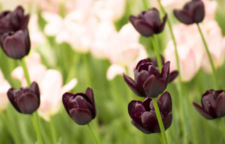 beautiful spring tulips blooming in garden の写真素材