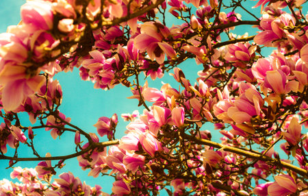 beautiful magnolia spring tree and bright blue spring sky, spring pink blooming tree, pink...