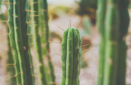 green exotic cactus, nature, green background, Mexicanの写真素材