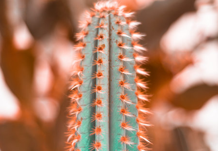 nature green background, exotic plant, Set Neon Cactus. Minimal creative stillife
