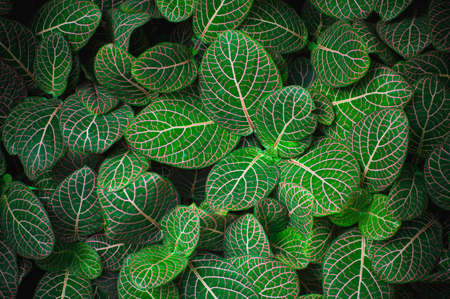 green texture background with green summer tropical leavesの写真素材