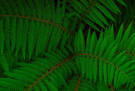 close-up shot of beautiful fern leaves on light natural background