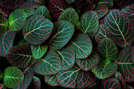 tropical green background, exotic green leaves, texture, patternの写真素材