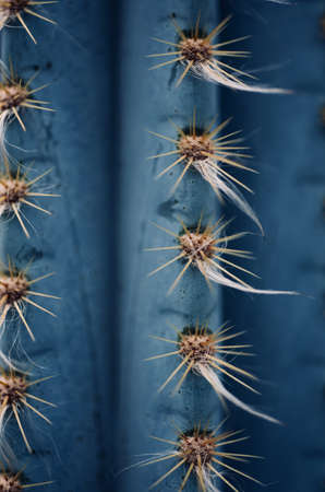 mexican typical plant summer pattern, green cactus, aloe, succulent の写真素材