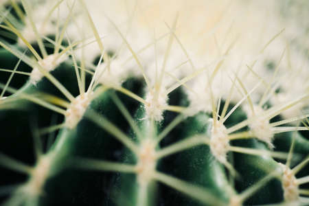 mexican typical plant summer pattern, green cactus, aloe, succulent の写真素材
