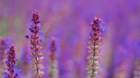 beautiful summer flower pink or purple, romantic concept backgroundの写真素材