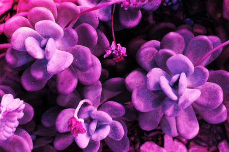 Beautiful botanic background. Succulent plant. Botanic graphic pattern. Ultra Violet, creative background.の写真素材