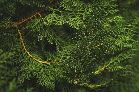 green Christmas fir tree branches Background. Christmas pine tree graphic pattern. Copy or text space.の写真素材