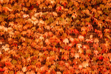 yellow and red leaves covering wall. Seasonal autumn background or texture. Copy spaceの写真素材