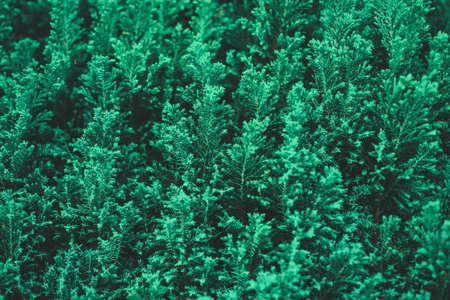 green leaves plant background texture.の写真素材