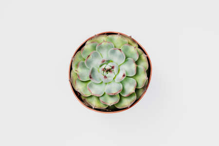 succulent plants over whute background with copy space, flat lay, over head, from above. Design, style, greenの写真素材
