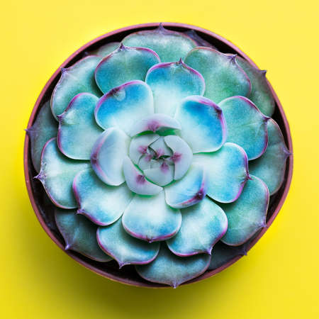flat lay of a secculent plant over yellow background, green trandy plant over head, square cropの写真素材