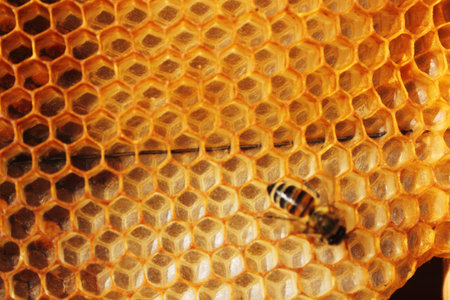 Honey comb and a bee working