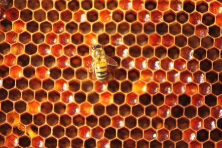 Honey comb and a bee workingの写真素材